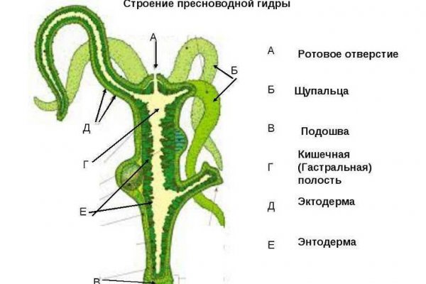 Маркетплейс кракен купить